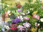 「丸貴生花店」　（北海道札幌市中央区）の花屋店舗写真2